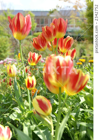 Tulip Orange Monet's Garden Tulip Orange Monet's Garden 2342752