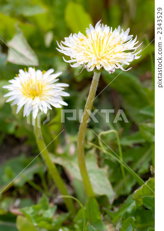 白花蒲公英花 2343529