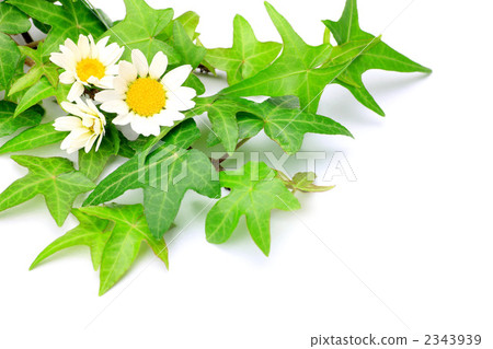 Ivy and white flowers 2343939