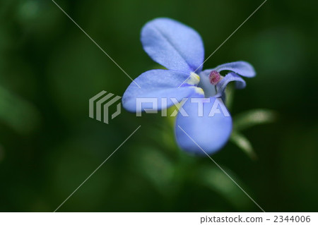 Lobelia（側身） 2344006