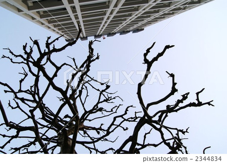 sycamore, platanus, oriental plane 2344834