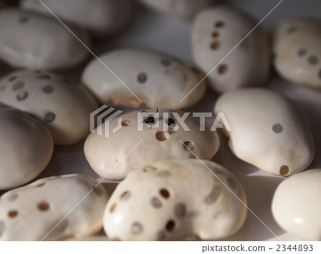 eaten away, white runner bean, bean 2344893