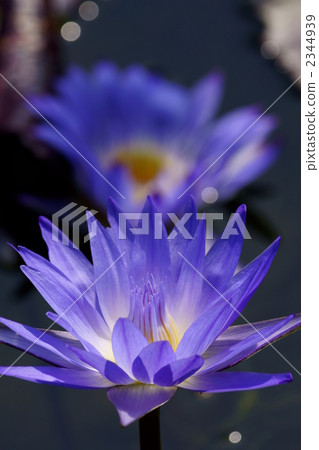 Purple water lily 2344939