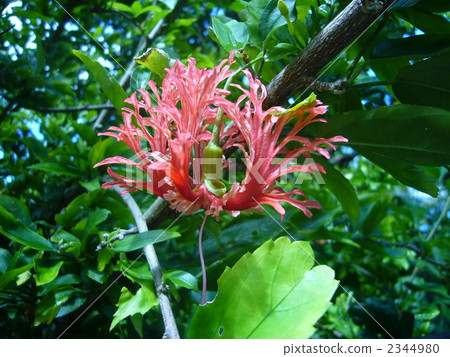 fringed hibiscu, hibiscus, bloom 2344980