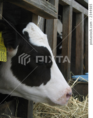 calf 2344985