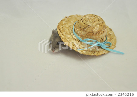 blue sapphire, djungarian hamster, one small animal 2345216