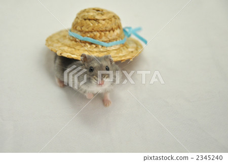hamster, djungarian hamster, straw hat 2345240