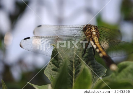 Dragon feathers 2345266