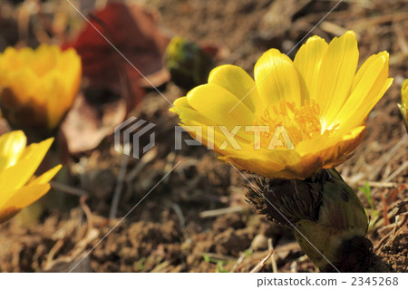 Up of Fukuge 2345268