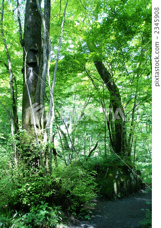 Okuse in the forest Okuse in the forest 2345908