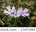 moss phlox, botanic, botanical 2345984