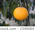 mandarin orange, fruit, fruits 2346064