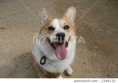 彭布洛克威爾士科基犬 柯基 威爾士矮腳狗 2346110