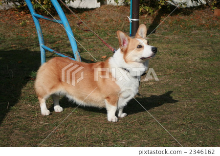 corgi, animal, animals 2346162
