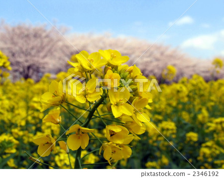 Rape blossoms with cherry blossoms. Rape blossoms with cherry blossoms. 2346192