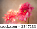 Gerbera 2347133