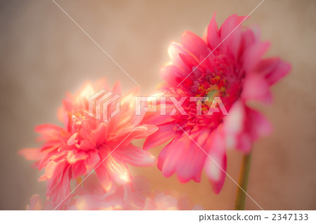 Gerbera Gerbera 2347133