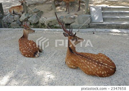 A pair of deer 2347658