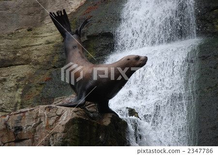 海洋動物 庫頁冷杉 北海獅 2347786