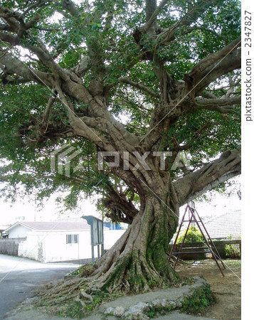 indian laurel, tree, wood 2347827
