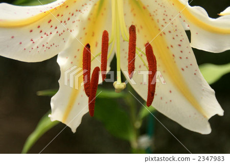 mountain tulip, bloom, blossom 2347983