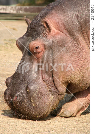 lifting, side view, cheerful 2348043