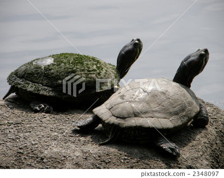 池塘滑塊 綠蠵龜 烏龜 2348097