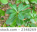 wolfberry, callus, green leaf 2348269