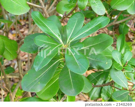 綠葉 老繭 植物 2348269