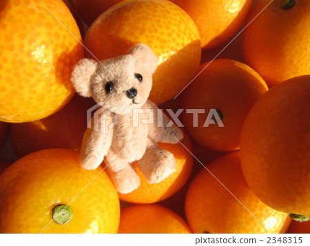 Teddy bear in kampo Teddy bear in kampo 2348315
