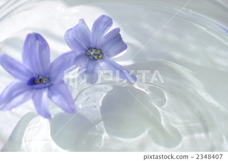 Flowers floating on water Flowers floating on water 2348407