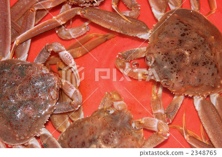 紅王蟹 海鮮 海產品 2348765
