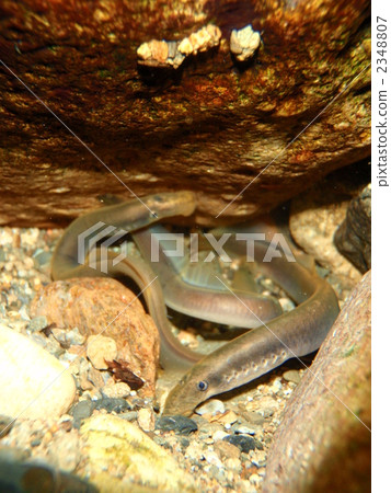 Lampet eel Lampet eel 2348807