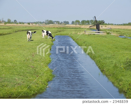 Ranch country view land canal cattle Netherlands Ranch country view land canal cattle Netherlands 2348839