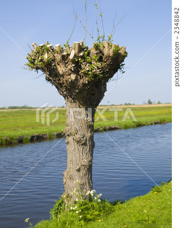 鄉下風景運河修剪髮芽的荷蘭 2348842