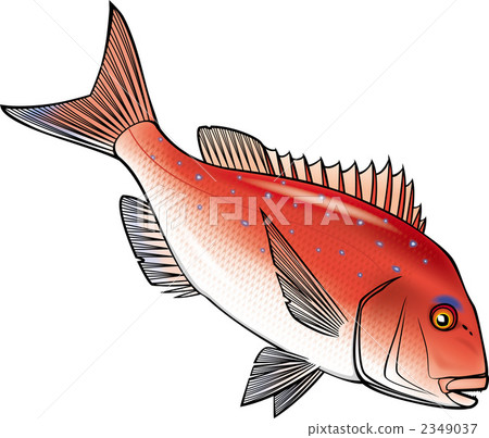 鯛魚 鯛 魚 2349037