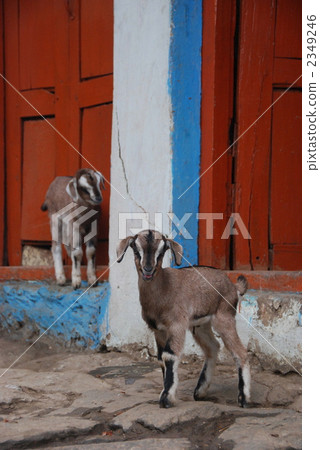 goat, goats, farm animal 2349246