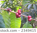 seed, coffee bean, coffee-bean 2349415