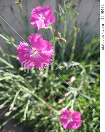 Nadesico在一個晴天 Nadesico在一個晴天 2349421