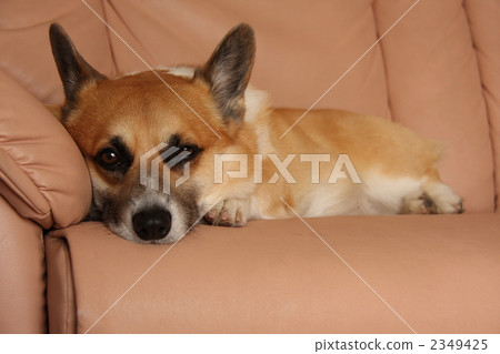 柯基 威爾士矮腳狗 毛孩 2349425