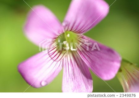 包括Murasaki catabail水下落反射反射 2349876