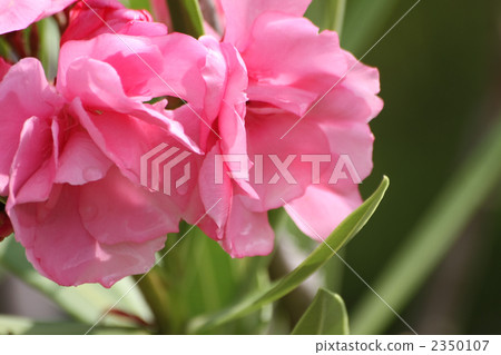 Pinewood Pinewood 2350107