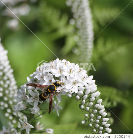 Okatrano和Okutaobidori Okatrano和Okutaobidori 2350344