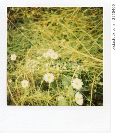 Cosmos Polaroid Photos Cosmos Polaroid Photos 2350406