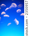 月亮水母 2350957