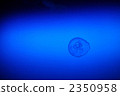 月亮水母 2350958
