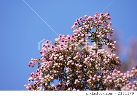 Serpent Elementa的艾略特 2351179