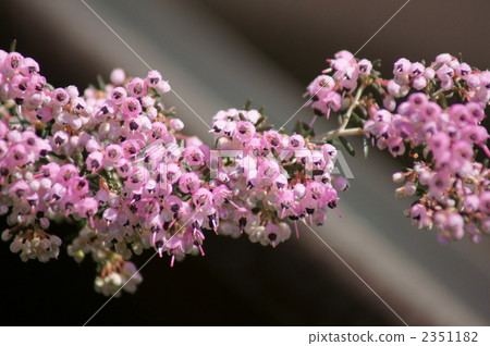 Serpent Elementa的艾略特 2351182