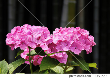 Red hydrangea and bamboo grove 2351556
