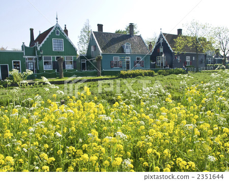 Overseas private house Country Rape Nana flower Netherlands 2351644